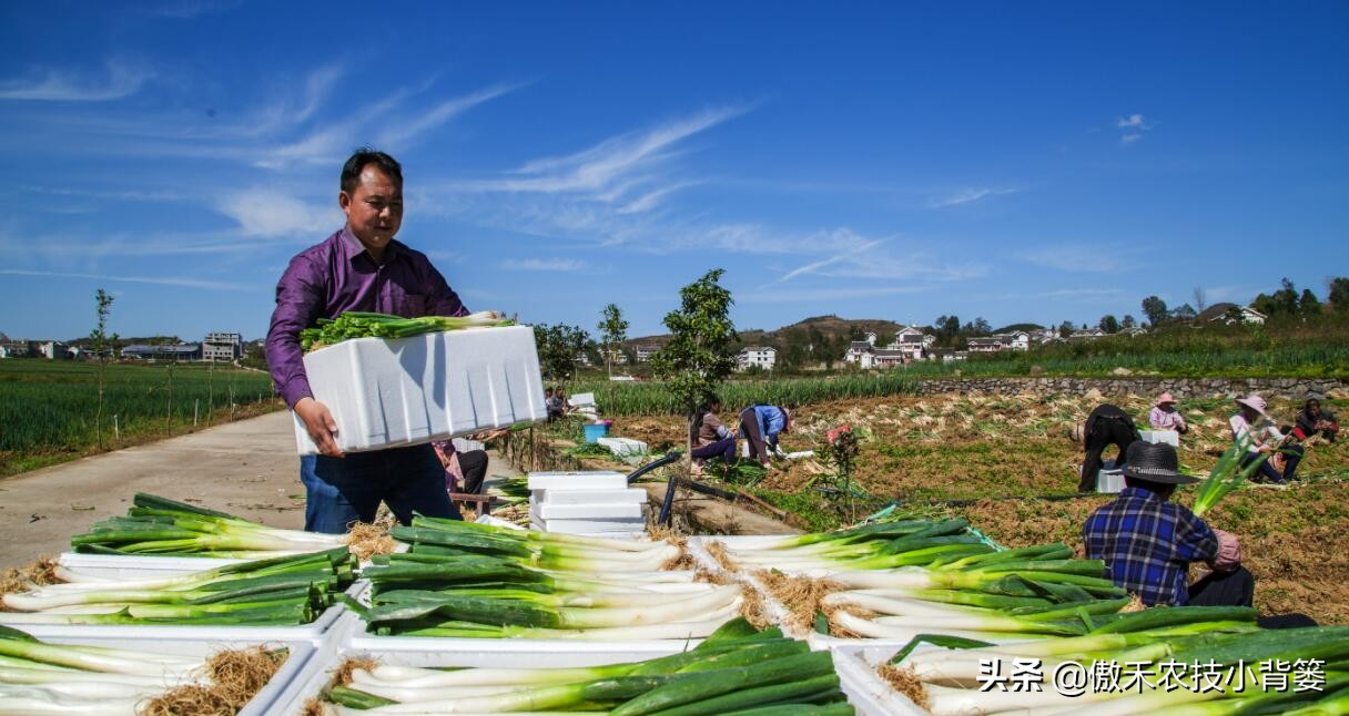 秋季大葱的种植方法和时间,大葱种植技术如何管理