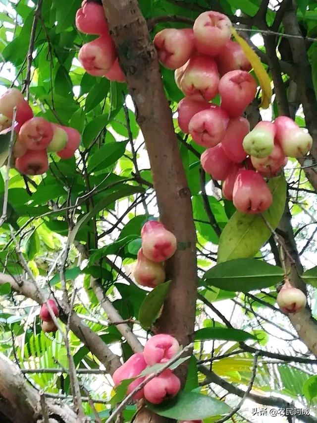 莲雾果套袋过后如何管理,莲雾果多大才疏果