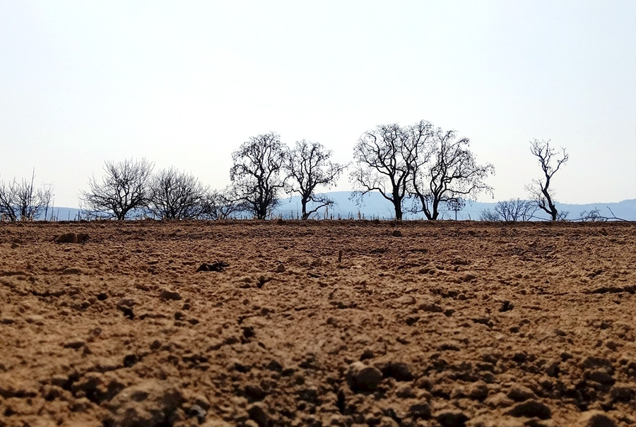 惊蛰吃梨作文300字,今天惊蛰为什么要吃梨