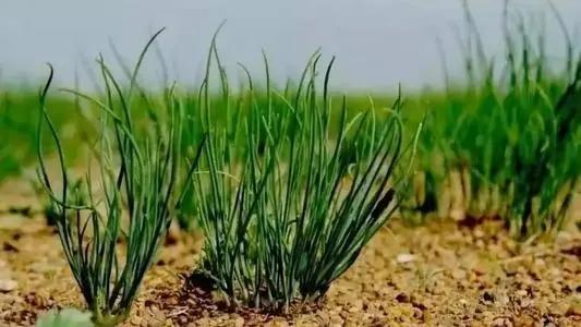 昨天剁手买的50元一斤的沙葱，为什么有股韭菜味