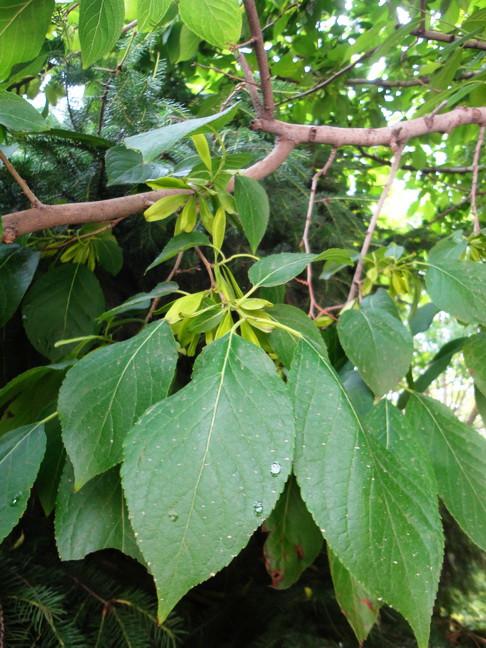 神农本草经中的药材图片,神农本草经高清彩图