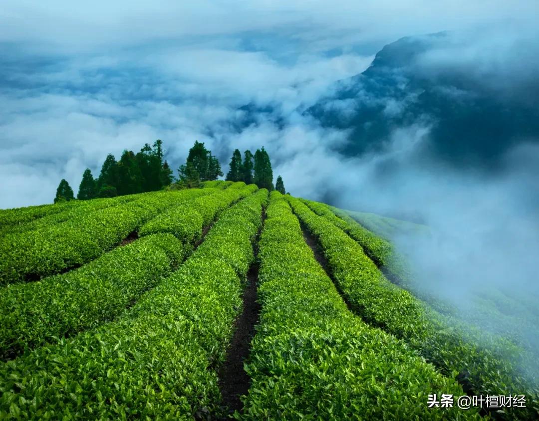茅台和华为哪个更好喝一些,茅台和华为相比哪个好喝