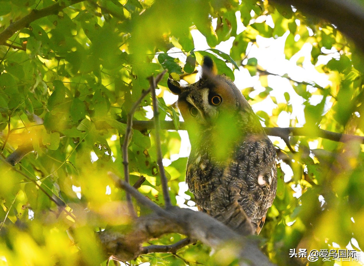尼康z9有希望更新人像模式吗,尼康z9为什么适合打鸟