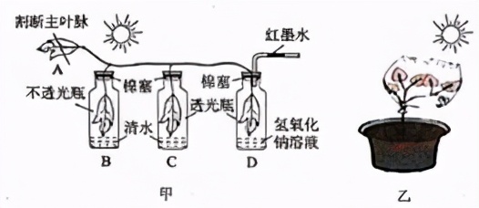 七上生物绿色植物的呼吸作用复习,高一生物必修一呼吸作用习题讲解