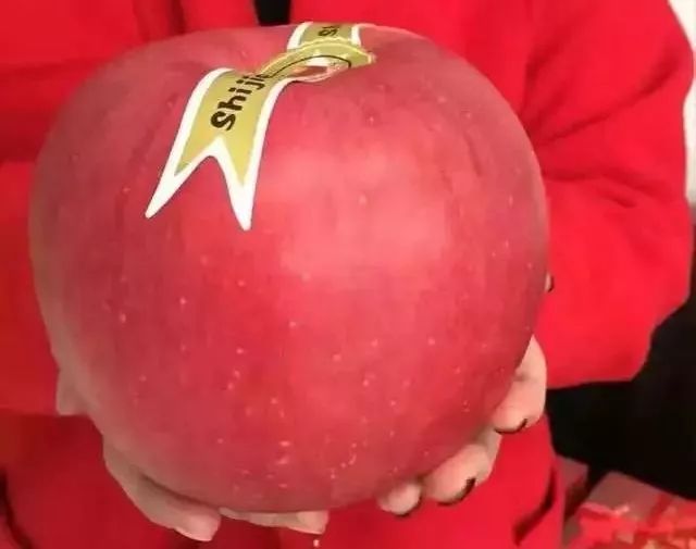 平安夜送什么苹果？不止红富士，这里是最有趣的苹果合集