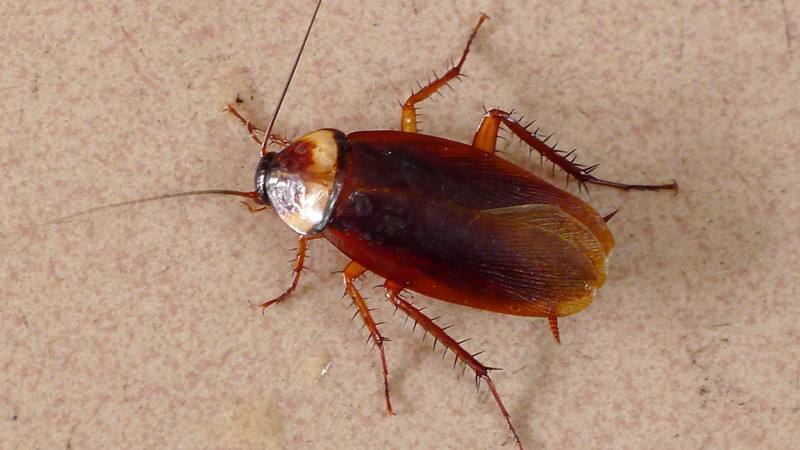 家里一旦有蟑螂怎么能给它根除,家里发现蟑螂怎么消灭掉