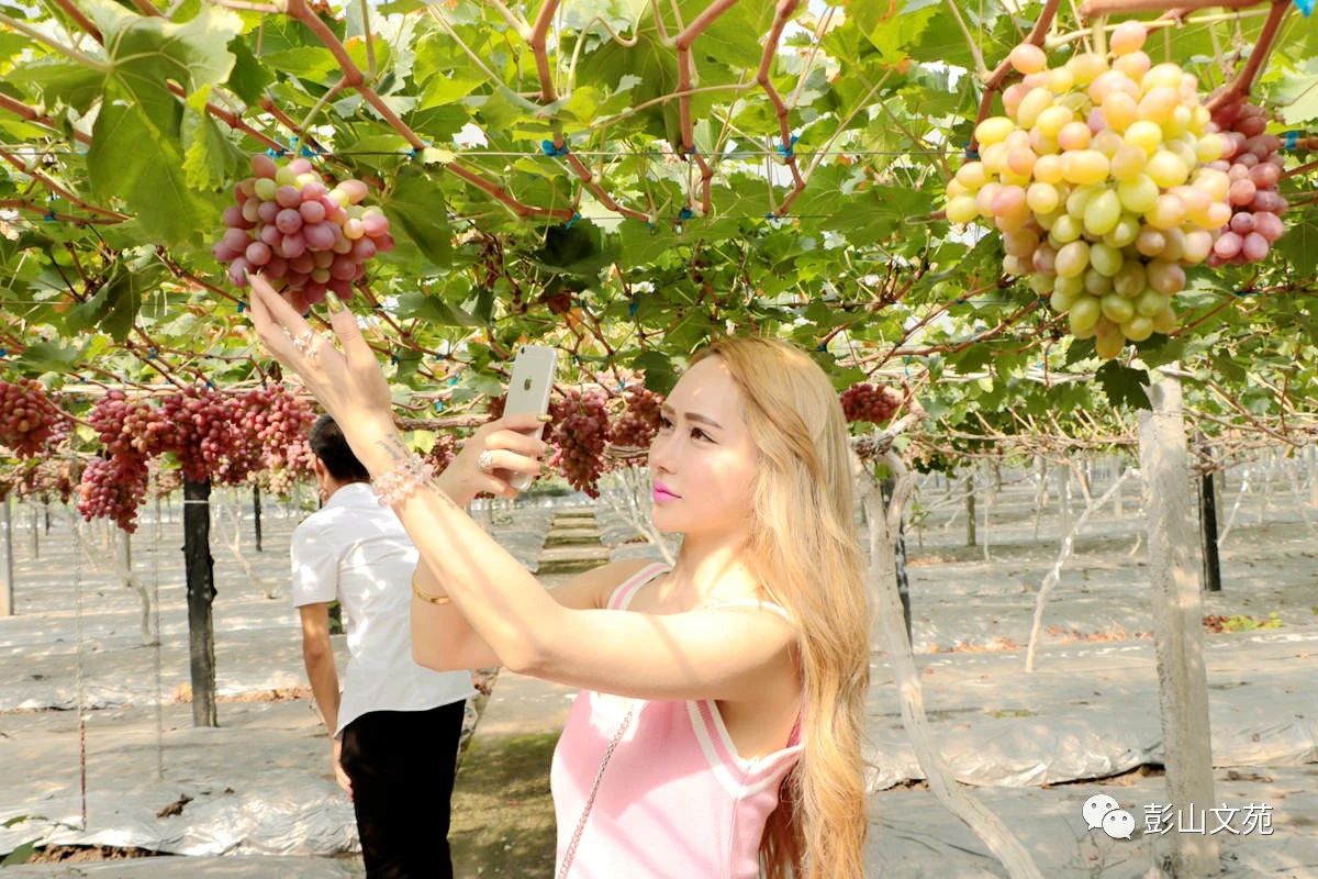 萄益彭山，乐活百年