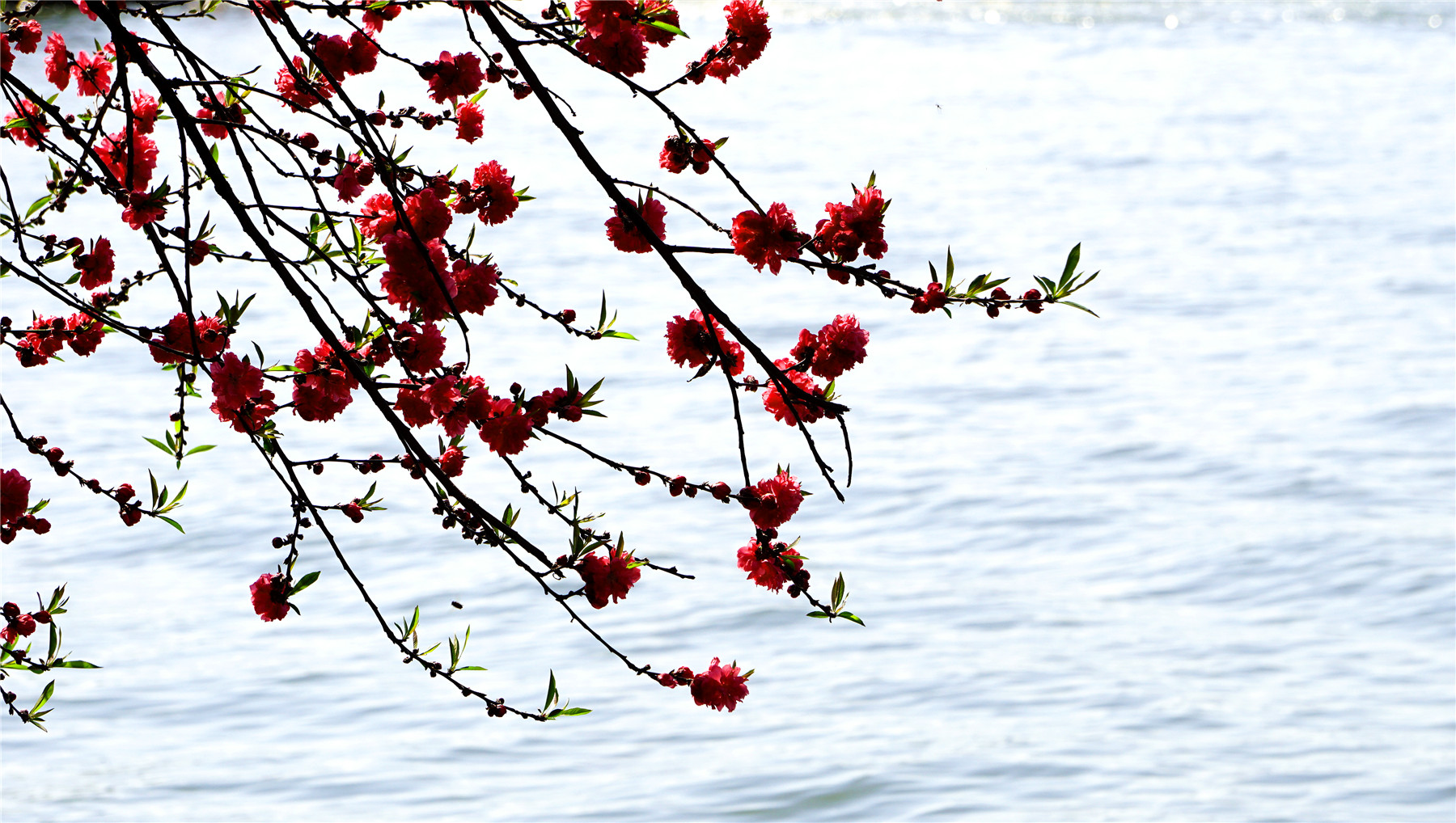 杭州西湖游玩攻略大全,杭州西湖最佳游玩攻略