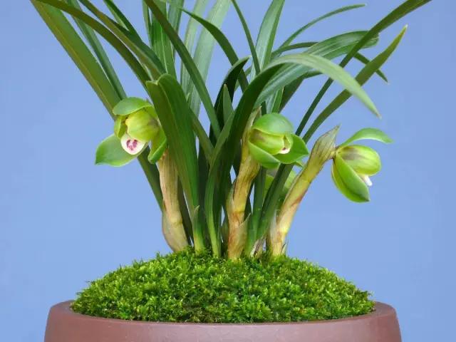 花中四君子为何是梅兰竹菊,花中四君子梅兰竹菊的顺序