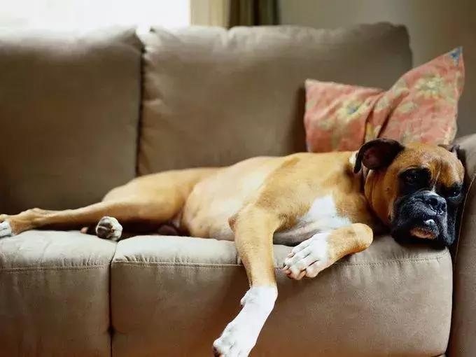 美国家庭都养什么犬,美国人喜欢养什么猛犬