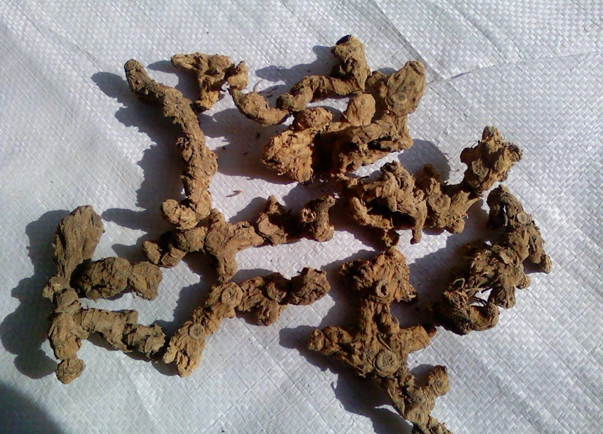 中药材黄精烘干机,中药材黄精