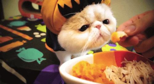 吸猫的技巧视频,吸猫的正确打开方式