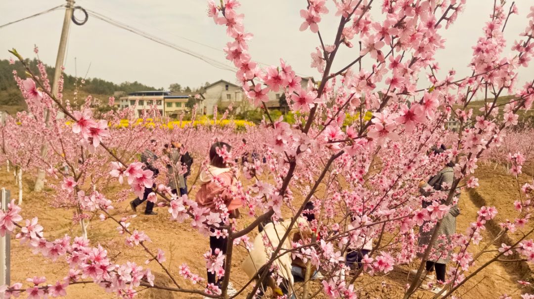 阳春3月桃花与油菜花交相辉映,三月的油菜花和樱花好看吗
