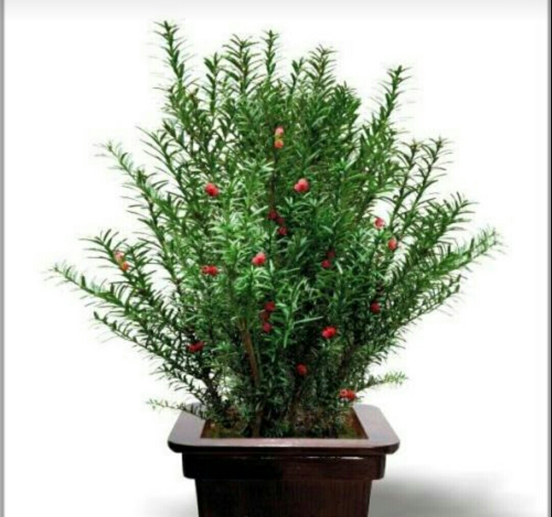 家里种植的红豆杉怎么繁殖,红豆杉怎样管理才能不黄叶