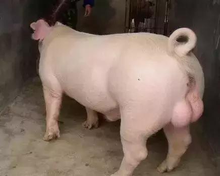 要想母猪高产,种公猪的这些饲养要点必须知道!