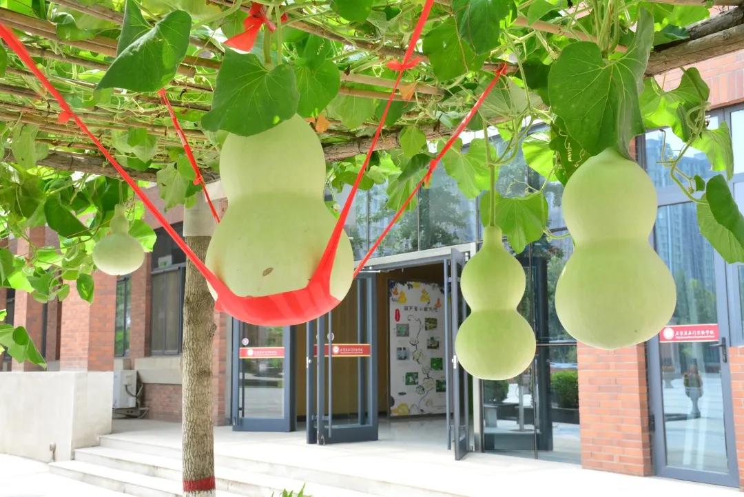 鏍″洯閲岀殑钁¤悇,瀛︽牎閲岀殑钁¤悇鐔熶簡