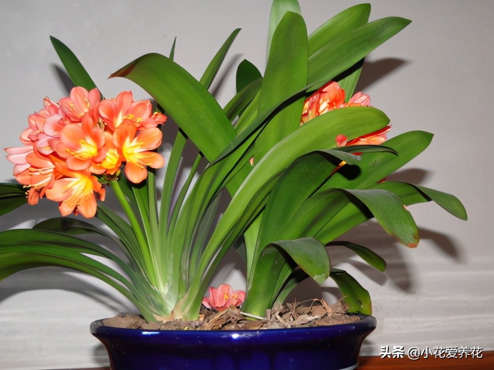 君子兰烂根用河沙栽盆几天浇水好,给君子兰浇水浇到叶心怎么办