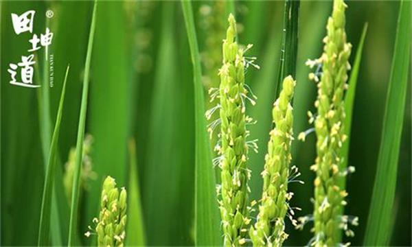 绿色食品与生态食品区别,绿色生态食品介绍