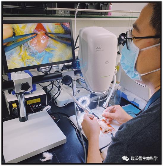 用显微镜做实验的视频,学习使用显微镜的实验现场照片