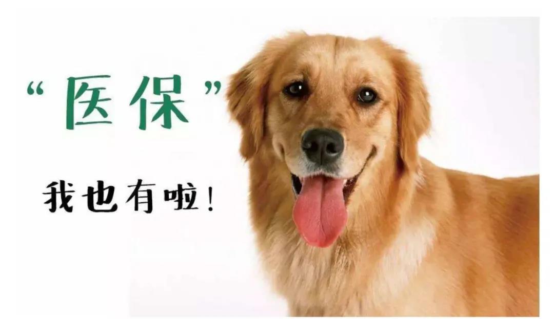 宠物保险是必需品还是鸡肋,宠物保险好不好用