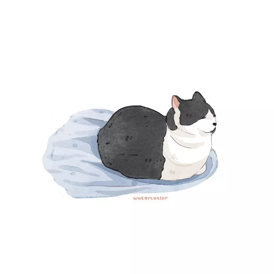 猫是液体的证据找到了吗,猫难道真的是液体吗