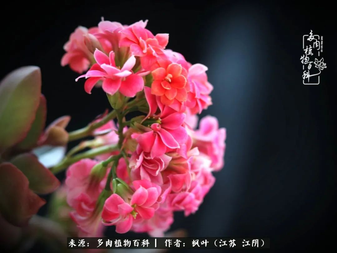 春有约,花不误,多肉与春天有个约会