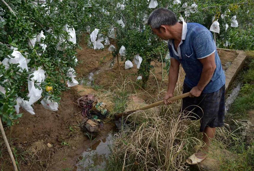 好吃不吐籽的突尼斯软籽石榴来了,被誉为可以吃的雅诗兰黛软籽石榴