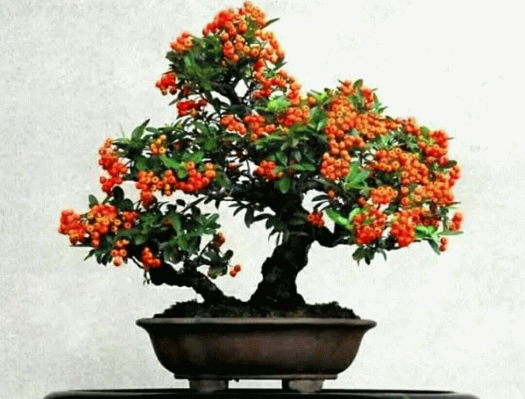 野外火棘盆景如何修根,火棘盆景粗扎细剪的造型方法图片