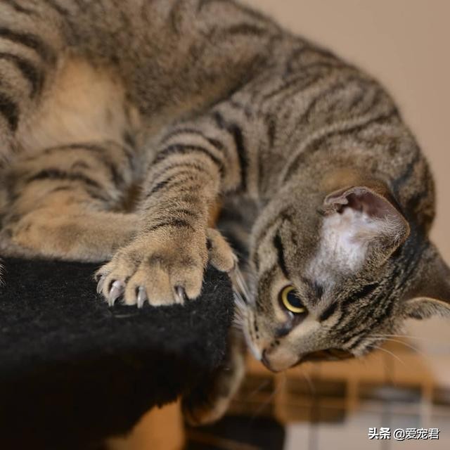 铲屎官怕仓鼠怎么办,铲屎官害怕猫呕吐