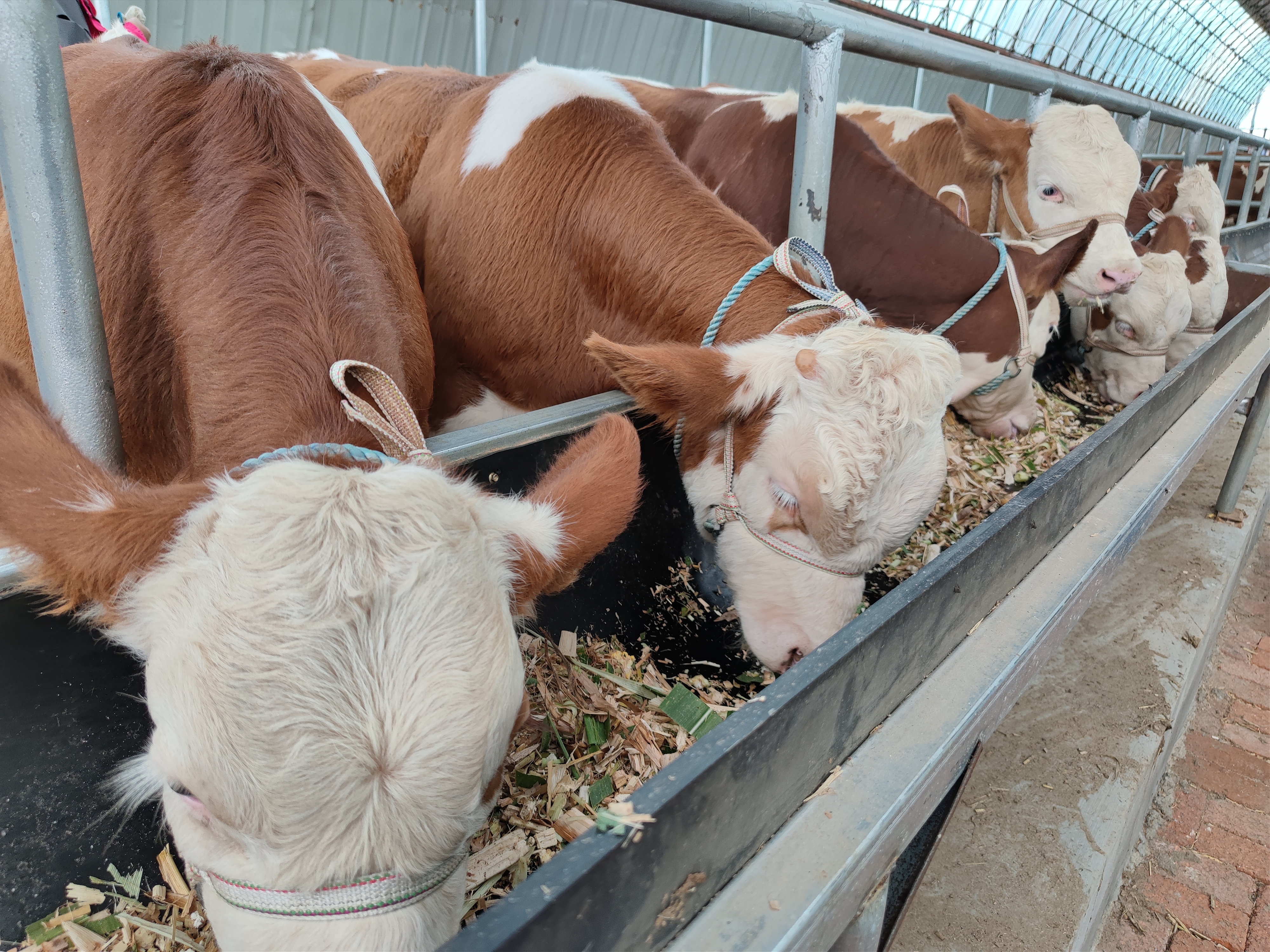 养牛是永远不会淘汰的，而且随着人们生活水平提高前景会更加广阔
