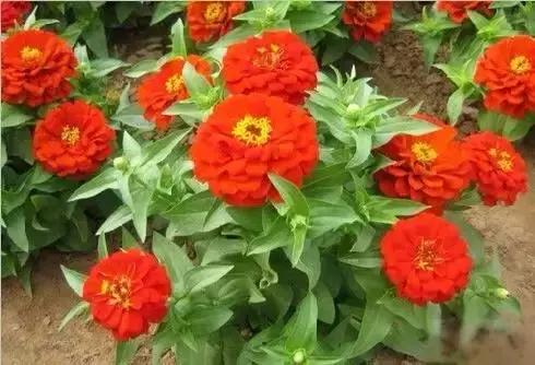 世界各国国花大开眼界美到爆,世界各国国花及国树