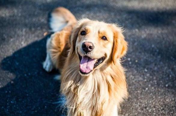 金毛犬真的好养吗?不要被那些“谎言”骗了,盘点它的6大缺点