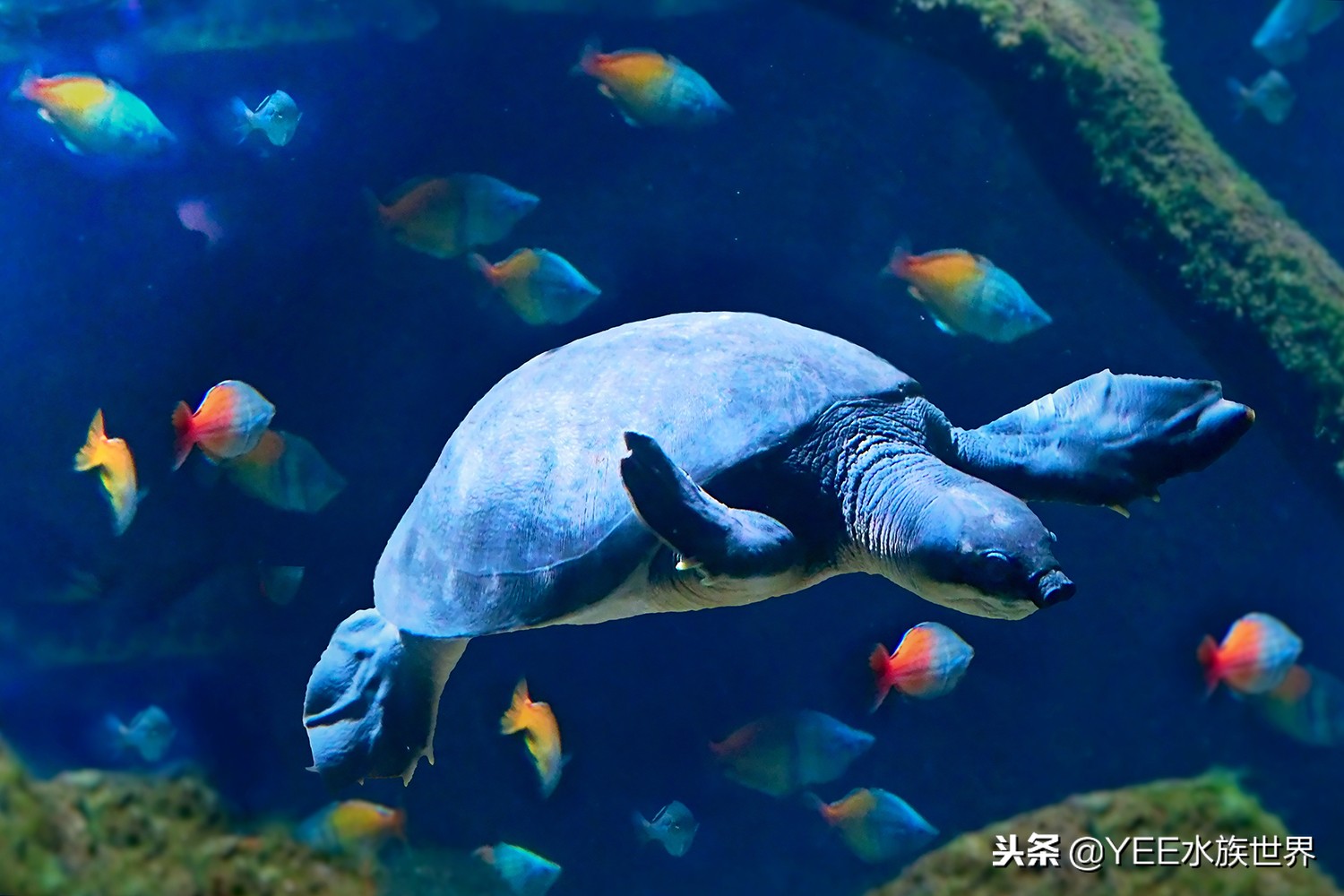 龟和鱼混养能和平相处么,鱼和龟怎么混养