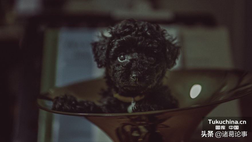 泰迪犬发情咋处理,泰迪犬发情怎么缓解