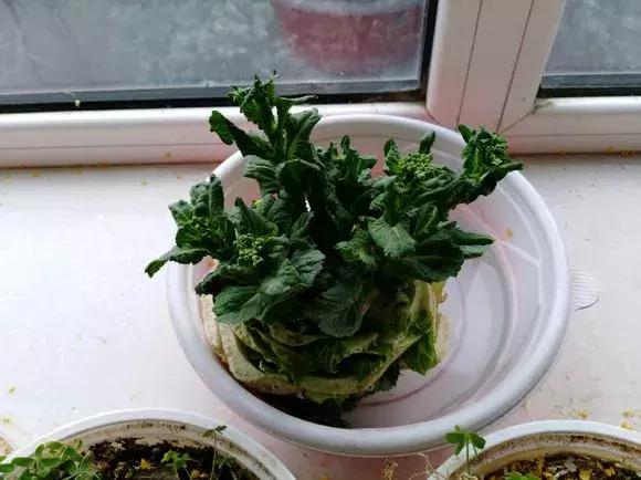 这6种菜根不要丢,哪4种菜根不能丢在家盆栽