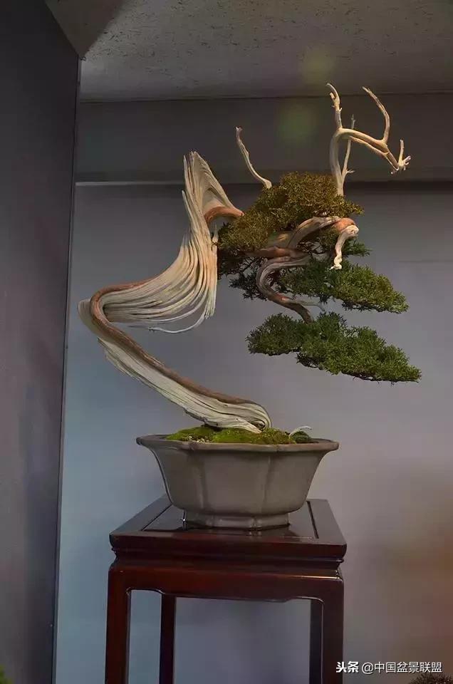 舍利干的历史,舍利干盆景图