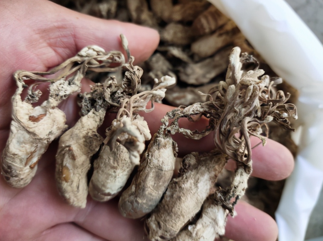 山上虫草种类及寻找时间,山里的野生虫草