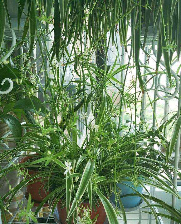 吊兰抽穗长出许多小吊兰怎么处理,吊兰不开花怎么办呢