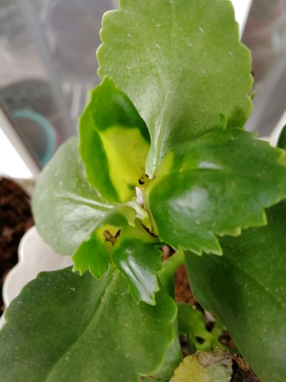 长寿花叶子发黄怎么补救,长寿花叶子发黄原因及处理方法