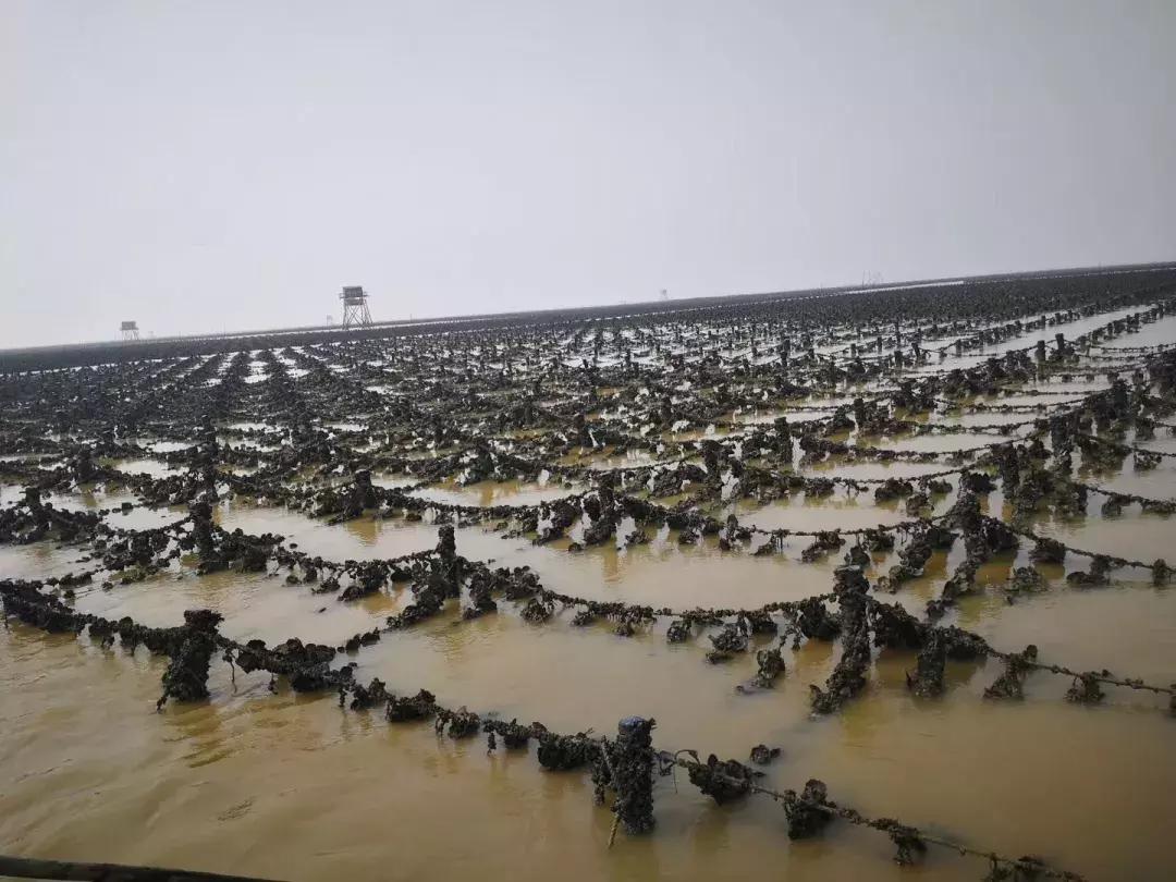 广西有哪些淘宝村,广西五个淘宝村