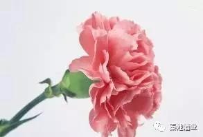 母亲节的由来和习俗简单介绍,母亲节的由来和习俗简单