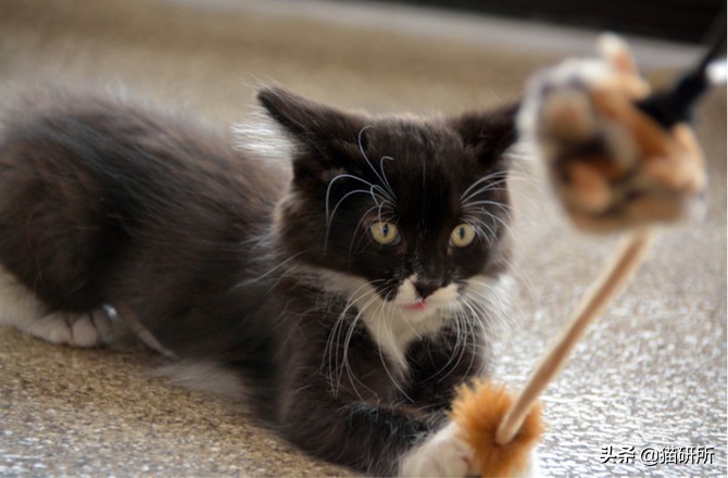 哪些猫咪玩具对小猫有害 (对猫咪有益的玩具)