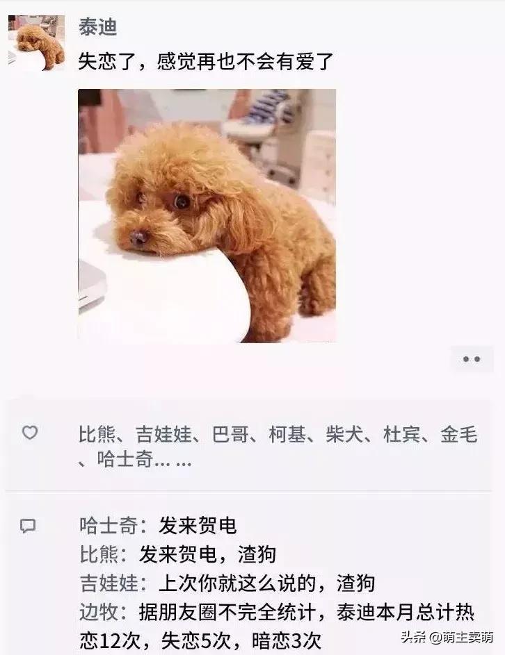狗拟人化的性格,各种狗狗拟人化