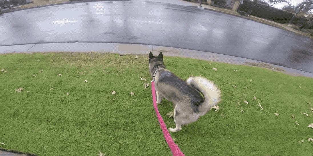 梅雨天气养狗怎样预防,梅雨季节养狗应该注意什么