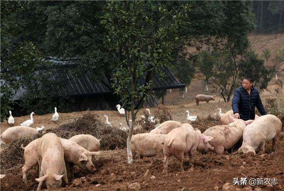 放养二代野山猪肉多少一斤,现在猪肉这么便宜养猪还赚钱吗