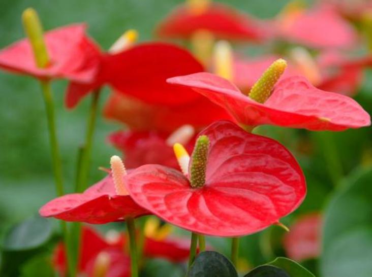 南山老人,南山老人家