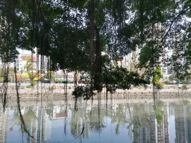 老榕树灵性,老榕树风水