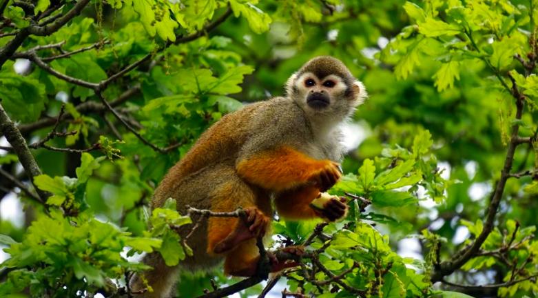 哺乳动物生命系统结构层次,为什么哺乳动物是卵生