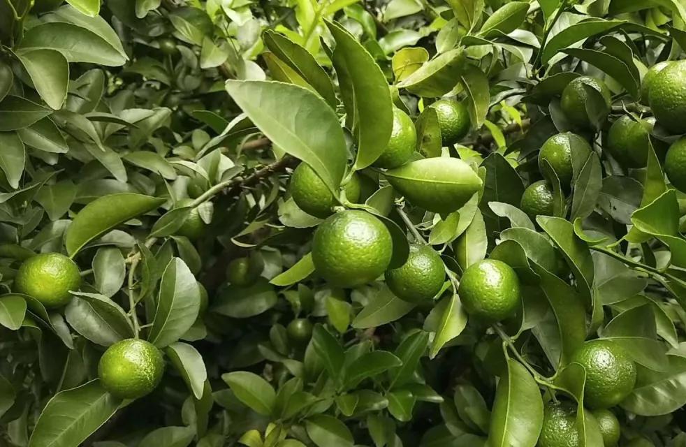 柑橘着色不均绿斑多久能转色,柑橘着色快有什么方法