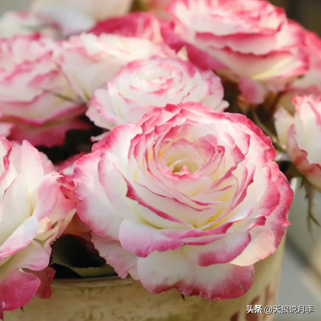 不容易，天狼自育终于打折了！空蒙只要50不到！